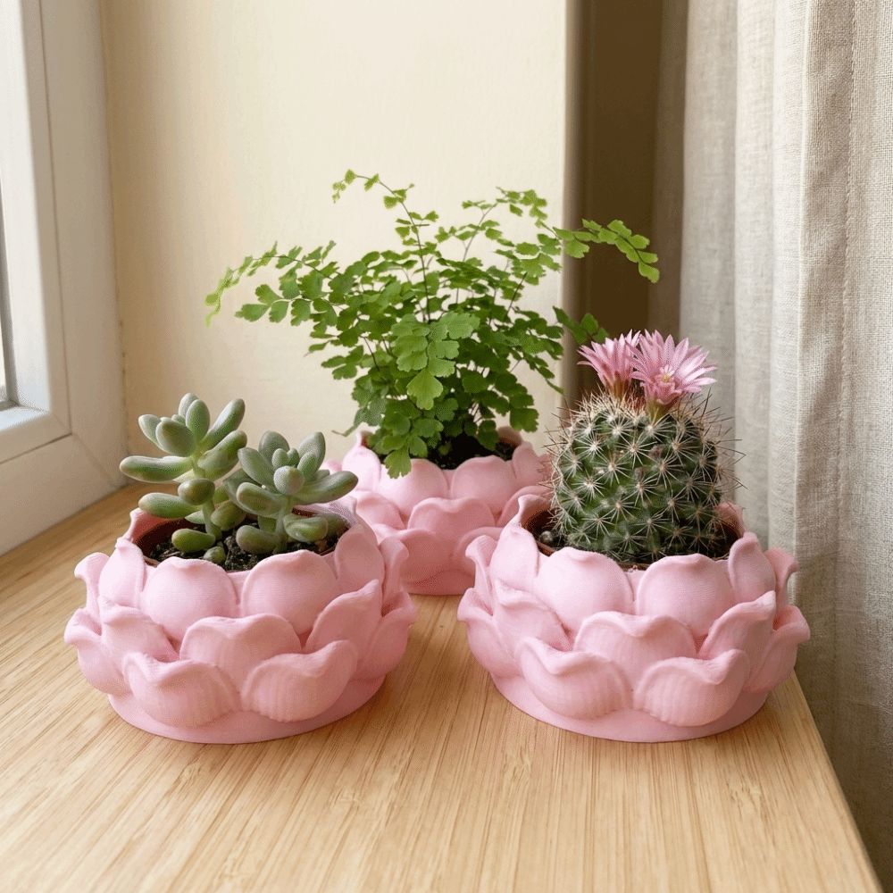 Lotus Shaped Succulent Plant P - Echeveria Succulent ulasan dan harga
